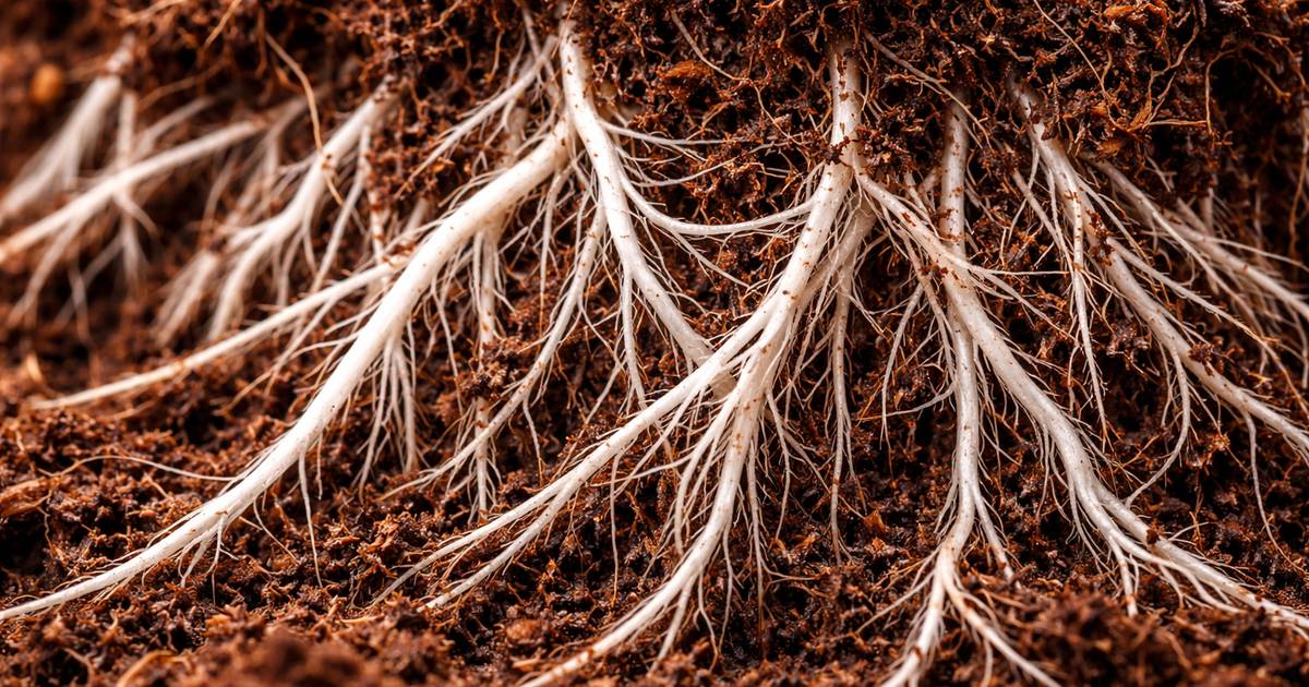 15 expert answers to the most-asked questions about coco coir for UK gardeners