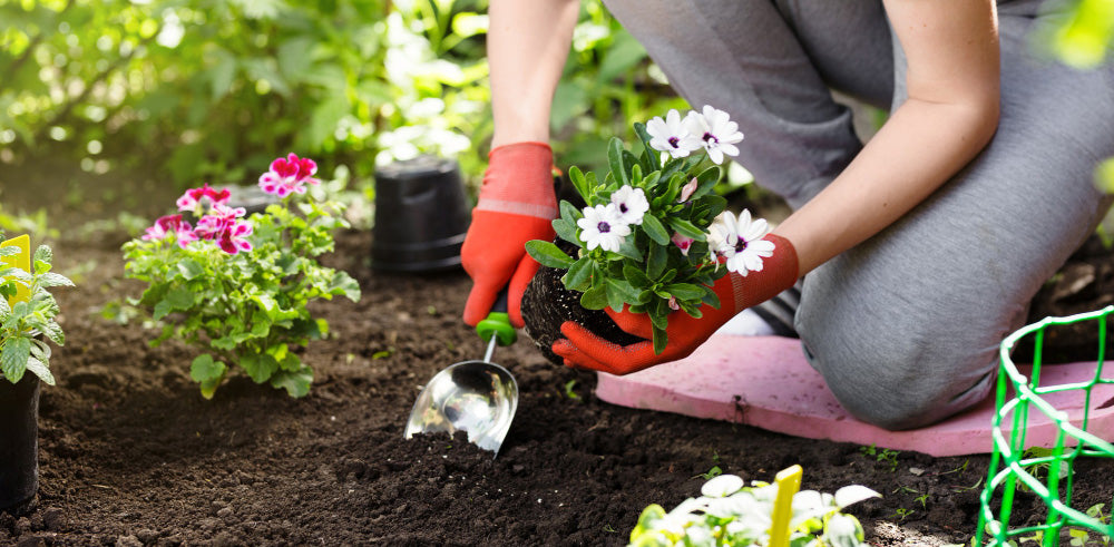 Gardener planting flowers in coco peat growing medium with gardening tools